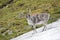 Young wild reindeer in Arctic tundra - Spitsbergen