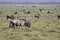 Young wildebeest antelope walking along the savanna against the