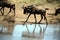 Young Wildebeest (Kenya)