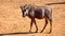 Young wildebeest by a watering hole