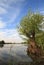 Young Willow tree on lake