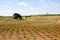 Young Wine Plantation - Spain