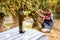 Young winemaker harvest the grape at his vineyard