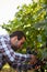 Young winemaker harvesting grapes