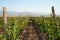 Young wineyard in beautiful landscape