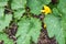 Young winter squash plant leaves and flower growing in organic garden on bark mulch