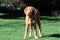 Young wire haired Vizsla puppy out for a walk