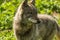 Young wolf (Canis lupus) close-up