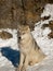 Young wolf pup calm attentive