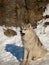 Young wolf pup showing his teeth