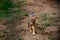 A young wolf puppy is learning to live and hunt.