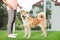 Young woman and adorable Akita Inu dog. Champion training