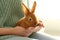 Young woman with adorable rabbit, closeup. Lovely pet