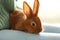 Young woman with adorable rabbit, closeup. Lovely pet