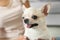 Young woman with adorable Toy Terrier, closeup. Domestic dog