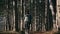 A young woman with a backpack walks along the path in the autumn forest