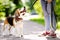 Young woman with Beagle dog in the park