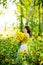 Young woman on blooming sunflower field