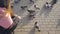 Young woman breaks cookies and feeds pigeons