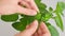 Young woman breaks off fresh green mint leaves in the kitchen at home. Close-up of female hands, leaves of peppermint