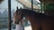 Young woman brushing her brown horse. Woman fixing mane from harness in a riding school