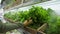 Young Woman Buying Fresh Green Salads and Organic Veggies. Vegan Girl Shopping in Grocery Store. 4K Slowmotion.