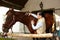 Young woman caressing horse