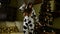 Young woman celebrating Happy New Year 2021, she is Happy Dancing Cow. Crazy Year and Crazy Christmas
