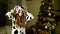 Young woman celebrating Happy New Year 2021, she is Happy Dancing Cow. Crazy Year and Crazy Christmas