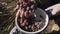 Young woman checks the autumn harvest of ripe grapes. Slow motion.