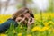 Young woman in city park during dandelion flowering. Yellow cheerful lightning concept. Symbol of happiness and freedom