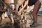 Young woman cleaning horse hoof by stream of water.