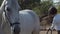 Young woman cleans horse tail. Woman with white horse enjoying nature.