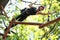 Young woman climbing in adventure rope park