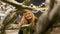 Young woman comes closer looking in the camera. Christmas tree branches in snow in the foreground