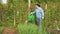 A young woman in the country watering crops from a watering can