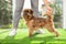 Young woman and cute  Griffon dog indoors. Champion training