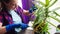 Young woman cuts off seedlings with pruner shears from the aloe mother plant