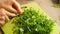 Young woman cutting arugula on the kitchen table