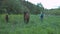 A young woman with a dandelion in her hands is standing near the horse. Girl and horse in the countryside.