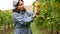 Young woman in denim overalls in the vineyards. Farmer person harvests white grapes. Italy Emilia Romagna landscape with