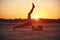 Young woman is doing yoga asana Eka Pada Ashtanga Namaskarasana - eight limbed salutation pose in the desert at sunset