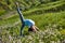 Young woman doing yoga in green summer meadow