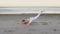 Young woman doing yoga on the sandy beach at sunrise. Balance pose.