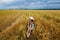 A young woman in a dress and a wide hat, who is sitting in a wheat field before a thunderstorm. Rural landscape in summer