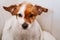 young woman drying her cute small jack russell dog with towel at home