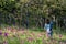 Young woman enjoying taking photo of pink flower field in Thailand, Krachiew Flower