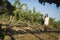 Young Woman Enjoying A Walk and Wine in Vineyard