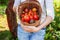 Young woman farm worker holding basket picking fresh ripe organic tomatoes in garden