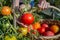 A young woman farmer picks tomatoes from a bush and puts them in a wicker harvesting basket. Frontal view